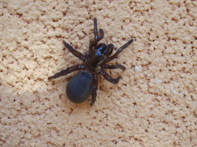 Ragno 
