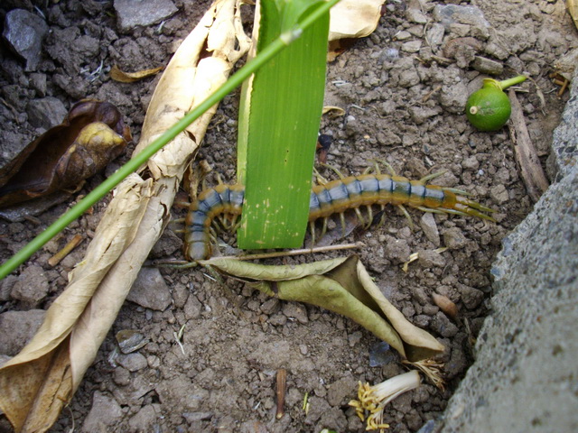 Scolopendra cingulata