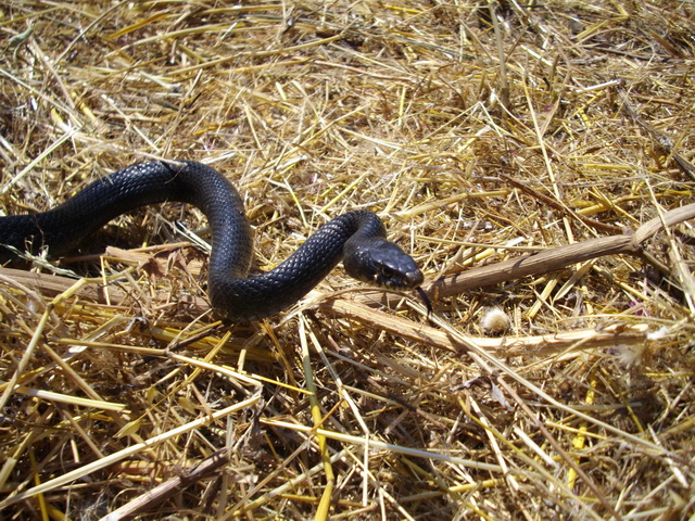 Biacco melanico (Hierophis viridiflavus var. carbonarius)