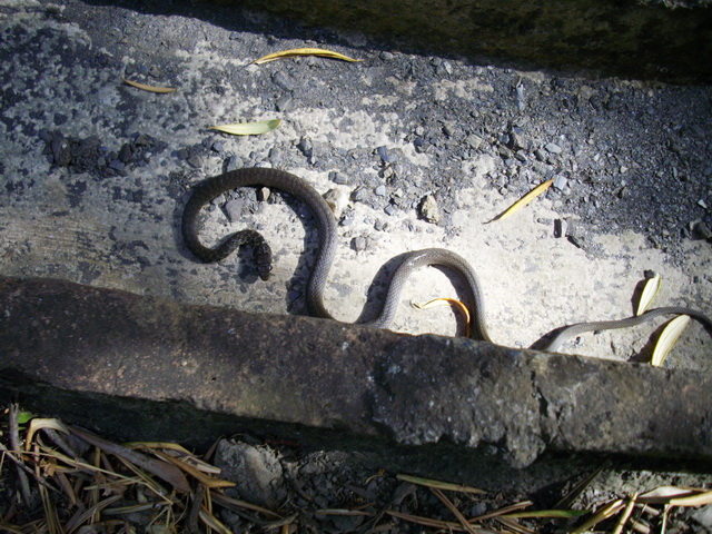Juvincello di Biacco