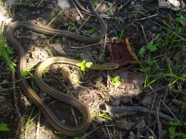 Baby Saettone occhirossi..