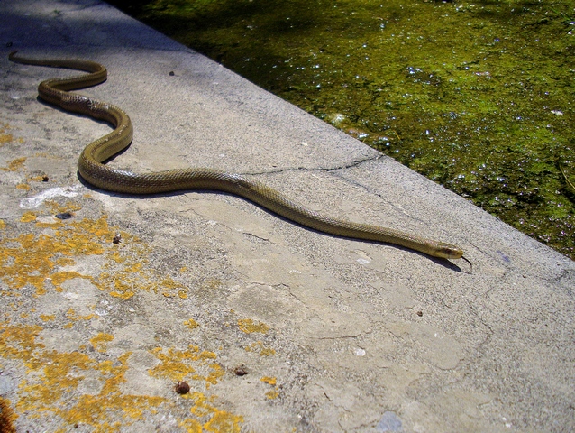 Saettone vibra la coda ... fa il serpente a sonagli