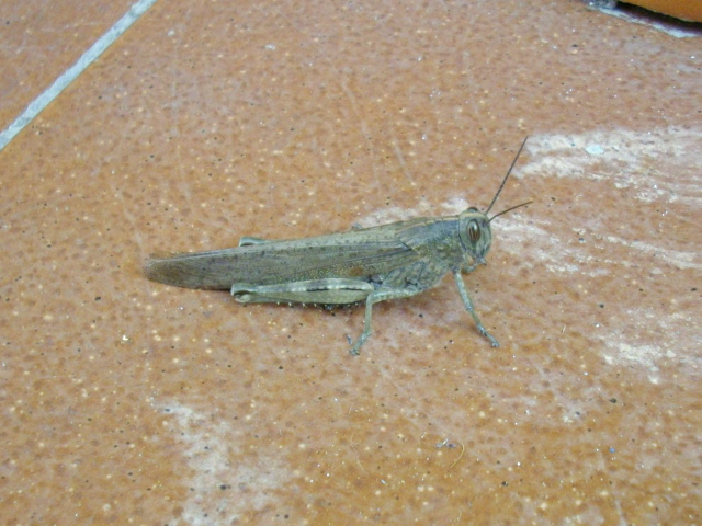 Grosso Grillo da identificare: Anacridium aegyptium