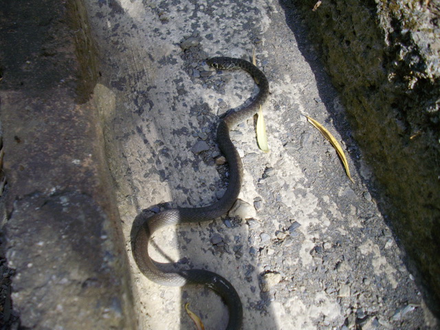 Juvincello di Biacco