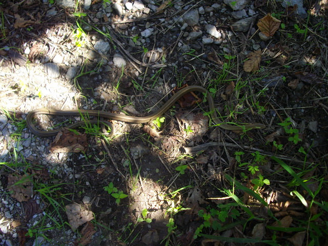 Baby Saettone occhirossi..