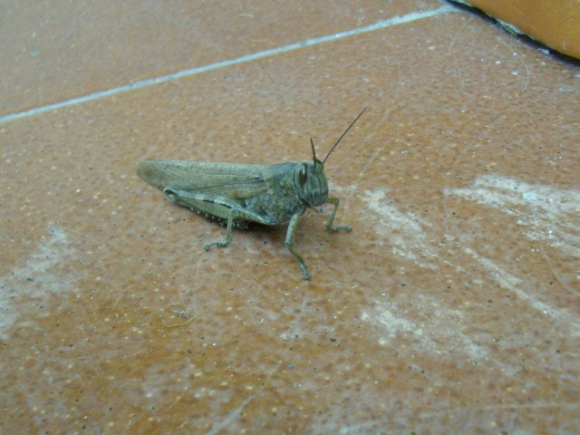 Grosso Grillo da identificare: Anacridium aegyptium