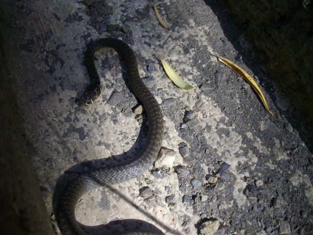 Juvincello di Biacco