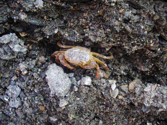 Granchio di fiume - Potamon fluviatilis