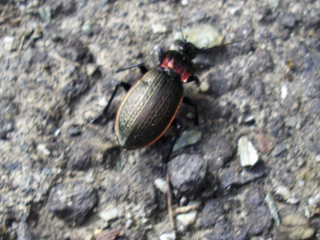 Da identificare: Carabus (Macrothorax) morbillosus alternans