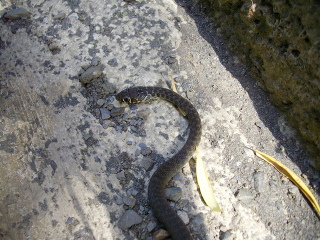 Juvincello di Biacco