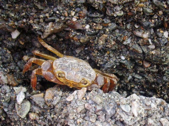 Granchio di fiume - Potamon fluviatilis