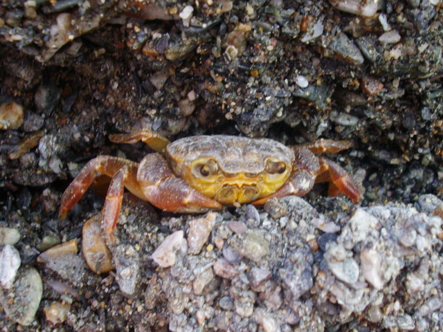 Granchio di fiume - Potamon fluviatilis