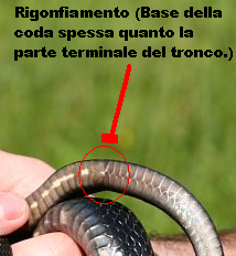 Distinzione sesso serpenti