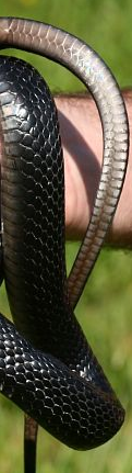 Distinzione sesso serpenti