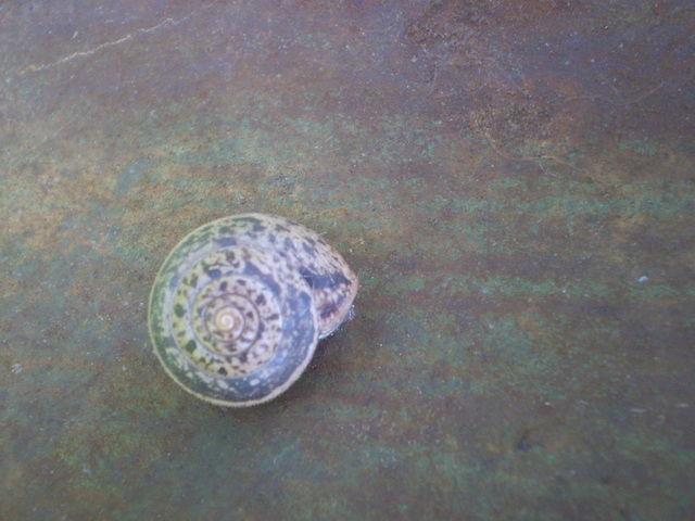 Chiocciola da identificare