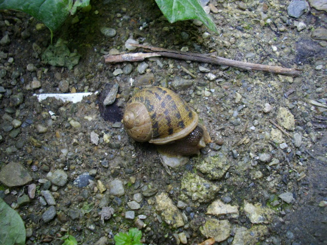 Da identificare