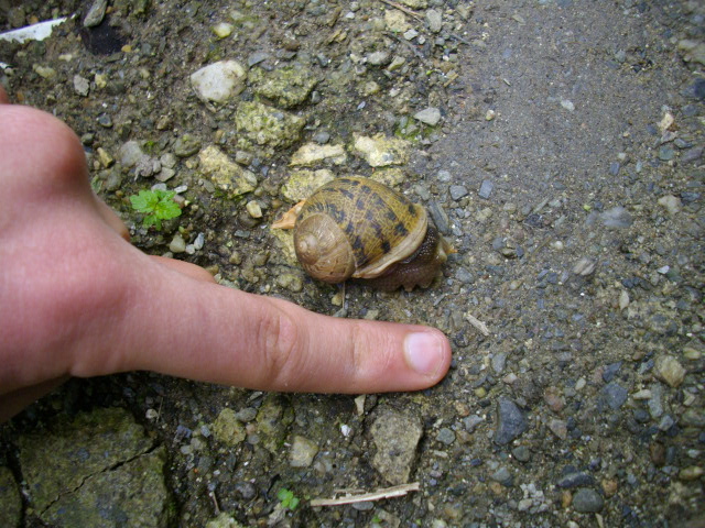 Da identificare