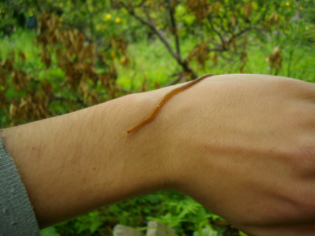 Geofilomorpho