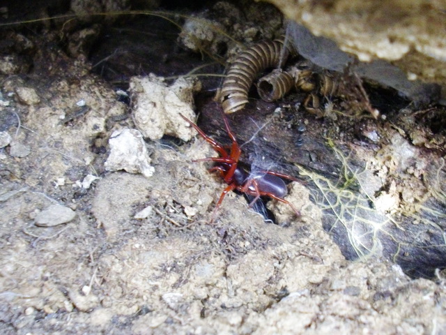 Dysderidae