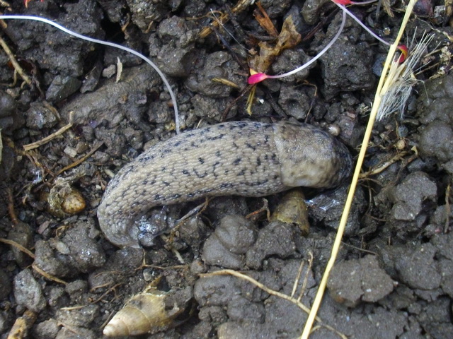 Limax del bivonae-gruppo della Sicilia