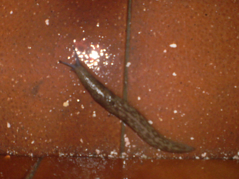 Limacus flavus (Linnaeus 1758) della Sicilia