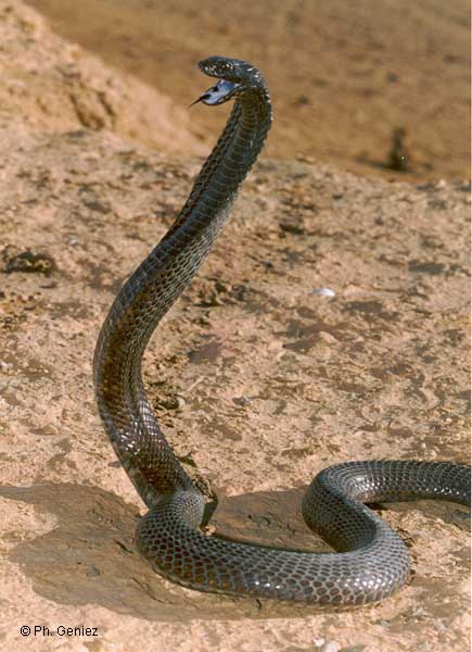 cobra egizziano