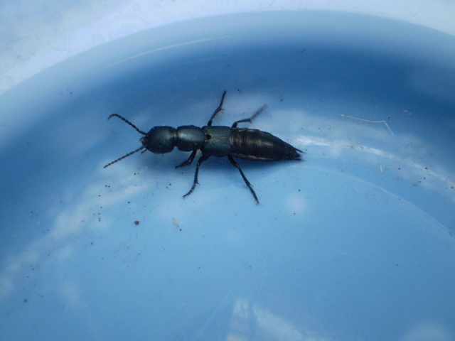 Ocypus ophthalmicus