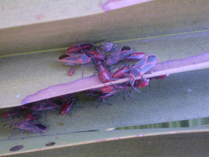 Caenocoris nerii