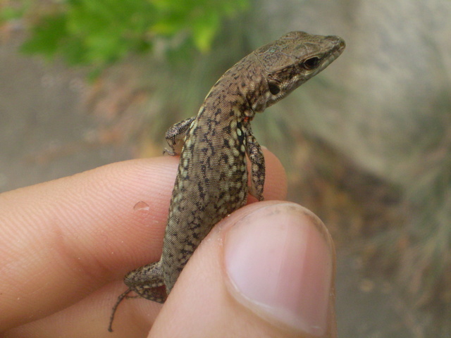 Podarcis muralis