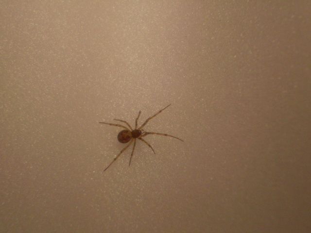Steatoda triangulosa