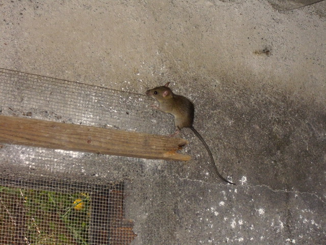 Ratto nero