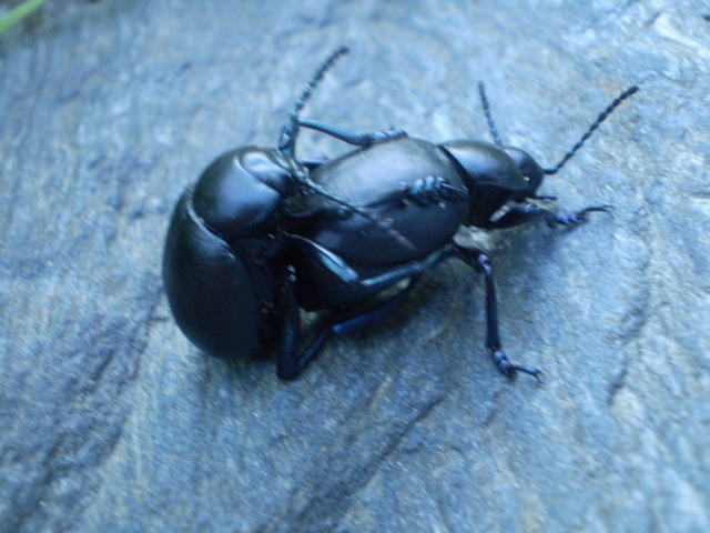 Accoppiamento di Timarcha pimelioides