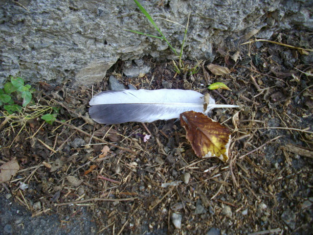 Riconoscimento. Piccione