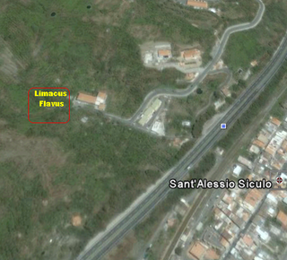Limacus flavus da San Alessio/Siculo (ME)