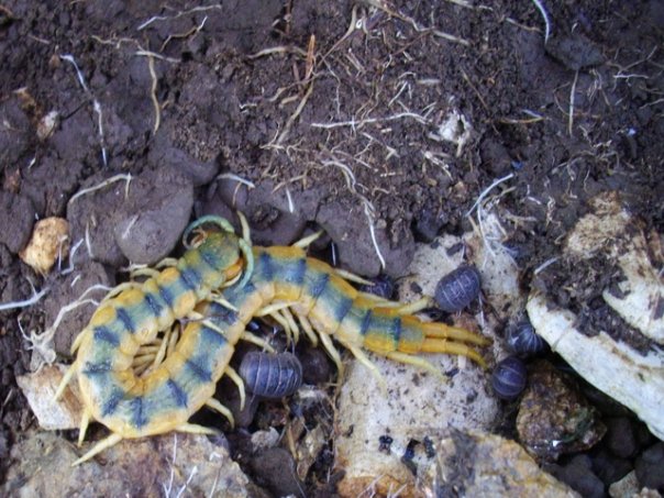 domanda: distribuzione Scolopendra cingulata