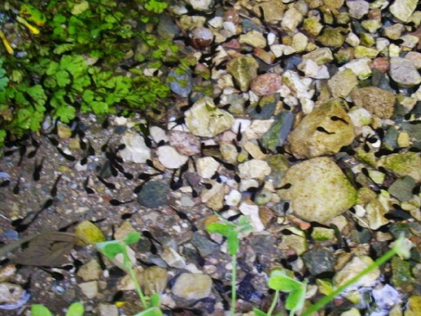 bufo bufo girino