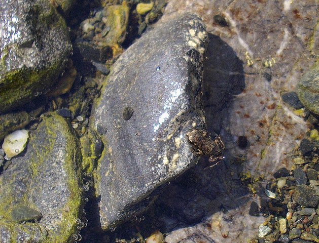 Piccolo di Bufo Bufo