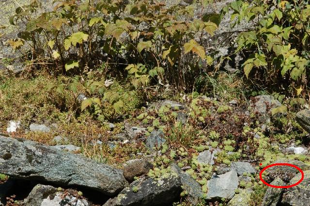 Serpente autunnale...