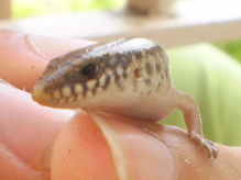 giovane Gongilo