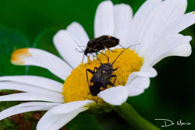 Identificazione
