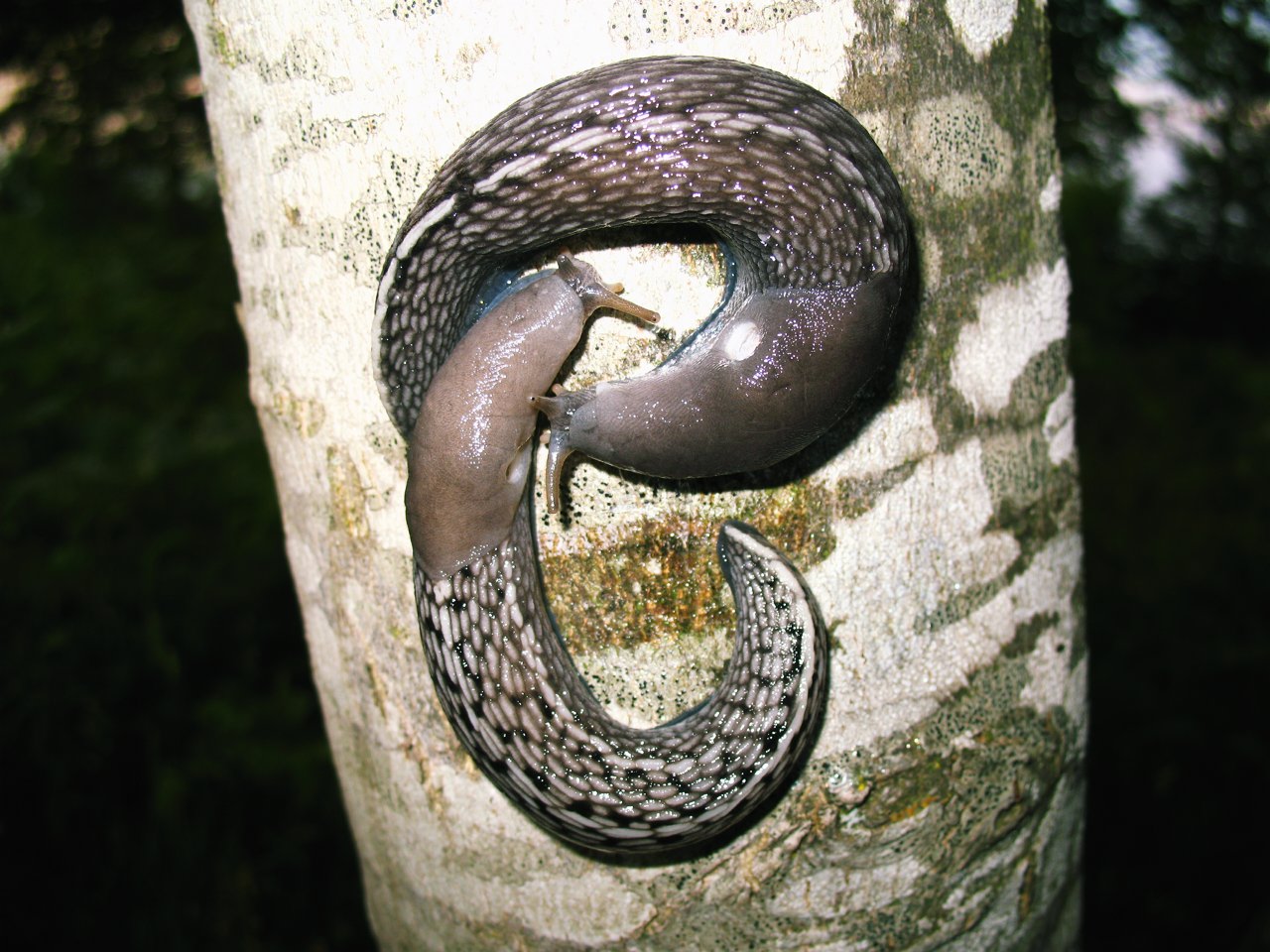 Limax aldrovandi Moquin-Tandon 1855 in accoppiamento (AR)