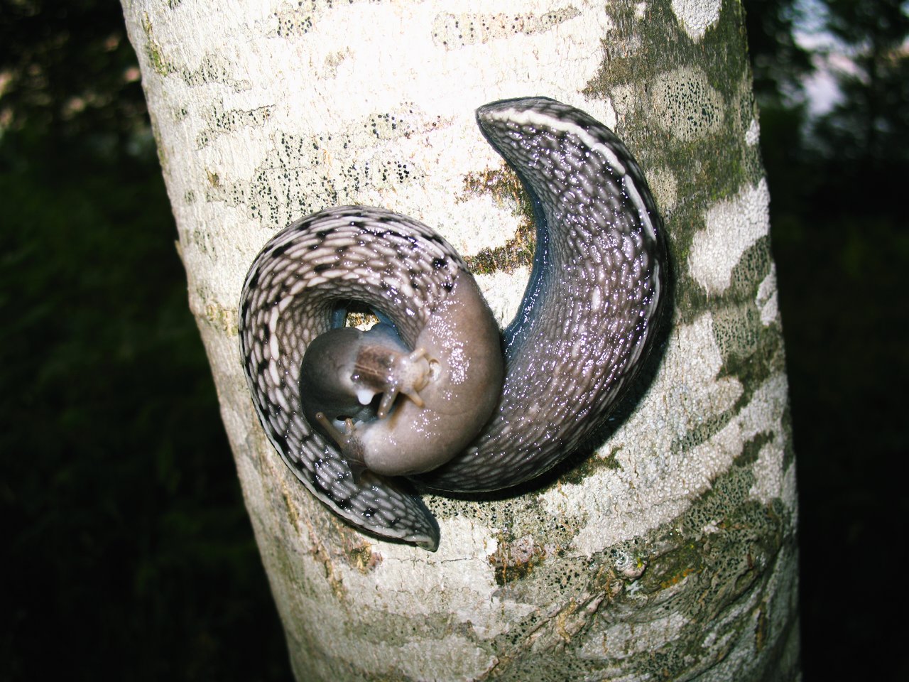 Limax aldrovandi Moquin-Tandon 1855 in accoppiamento (AR)