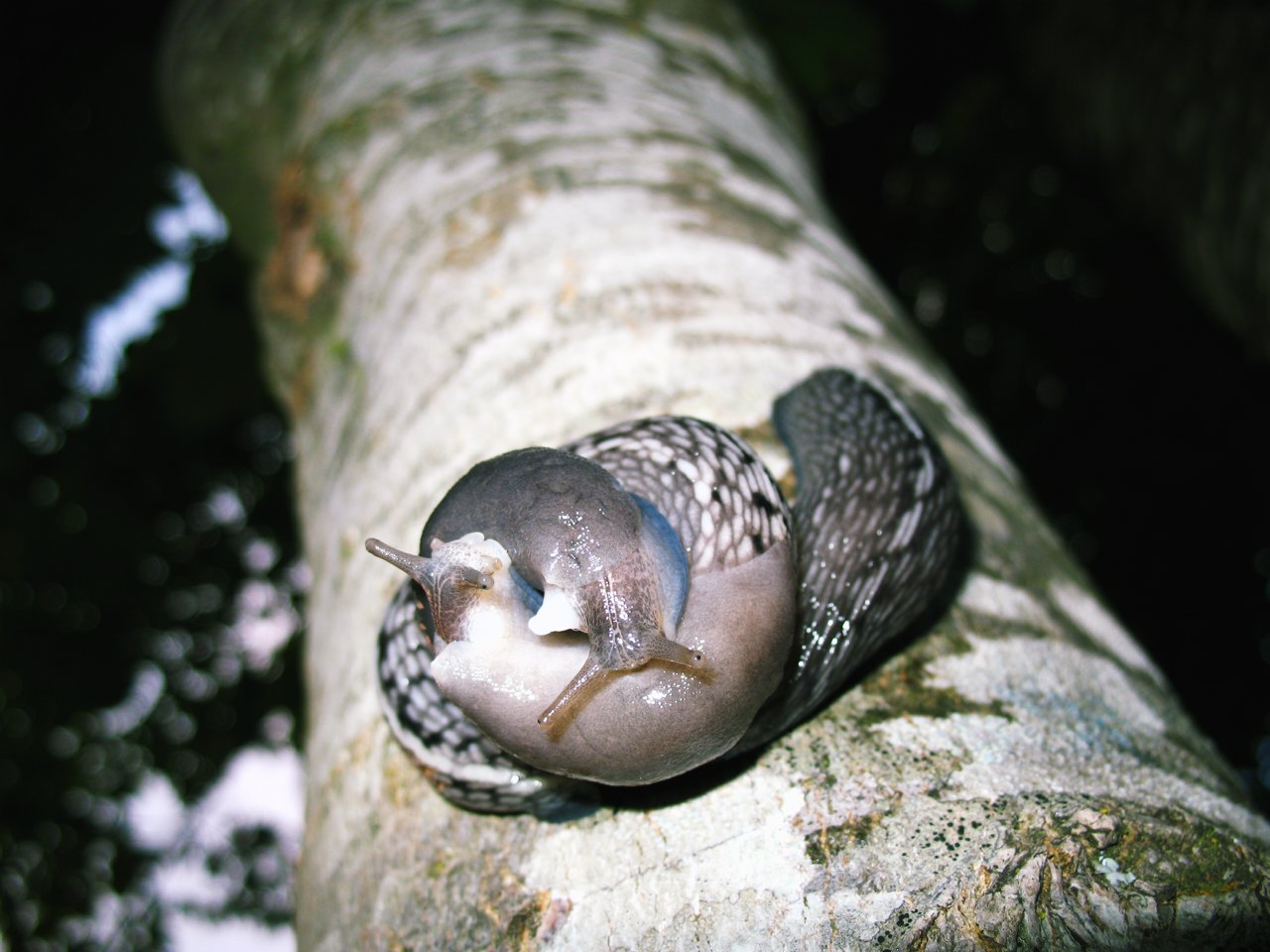 Limax aldrovandi Moquin-Tandon 1855 in accoppiamento (AR)