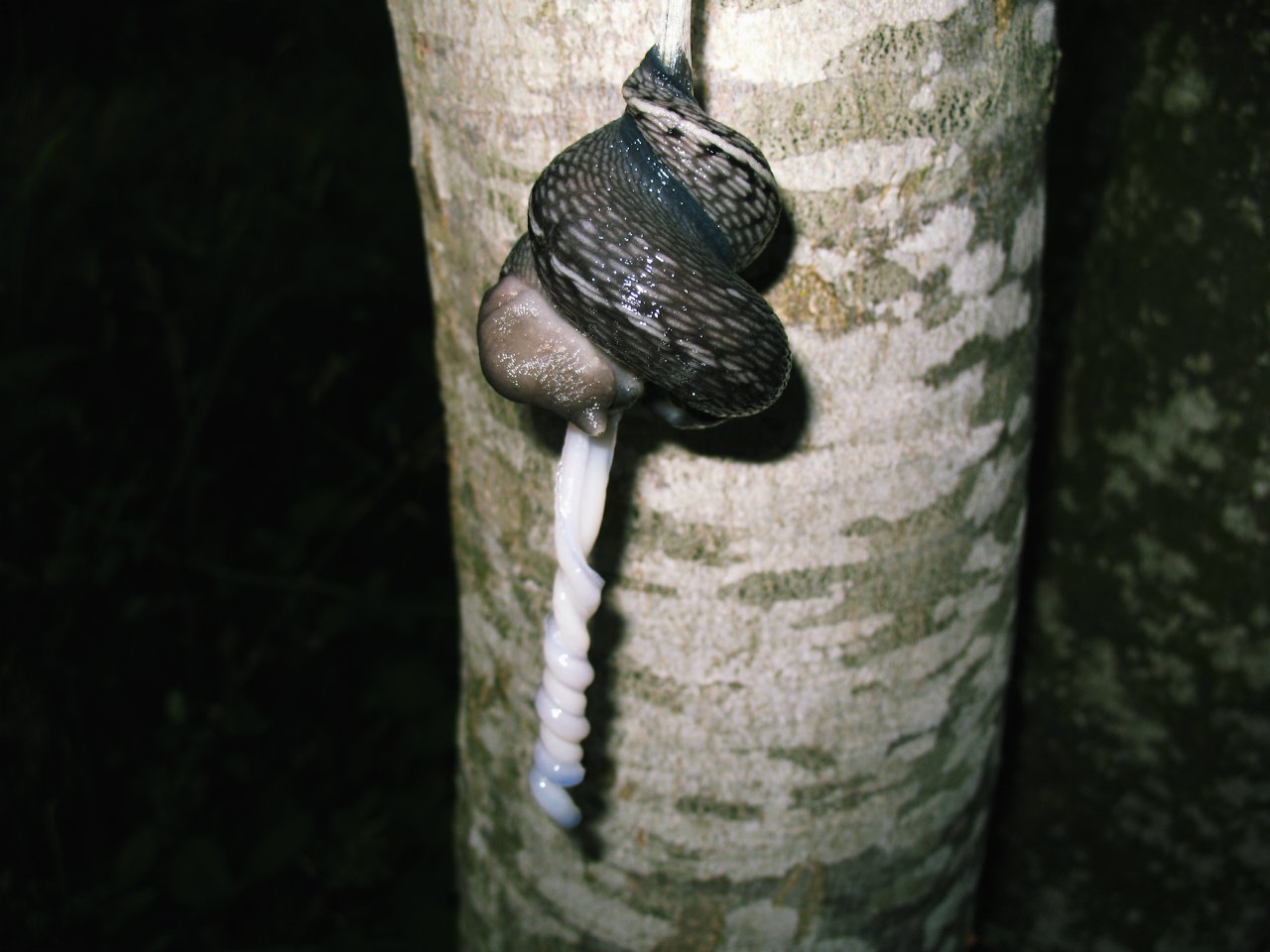 Limax aldrovandi Moquin-Tandon 1855 in accoppiamento (AR)