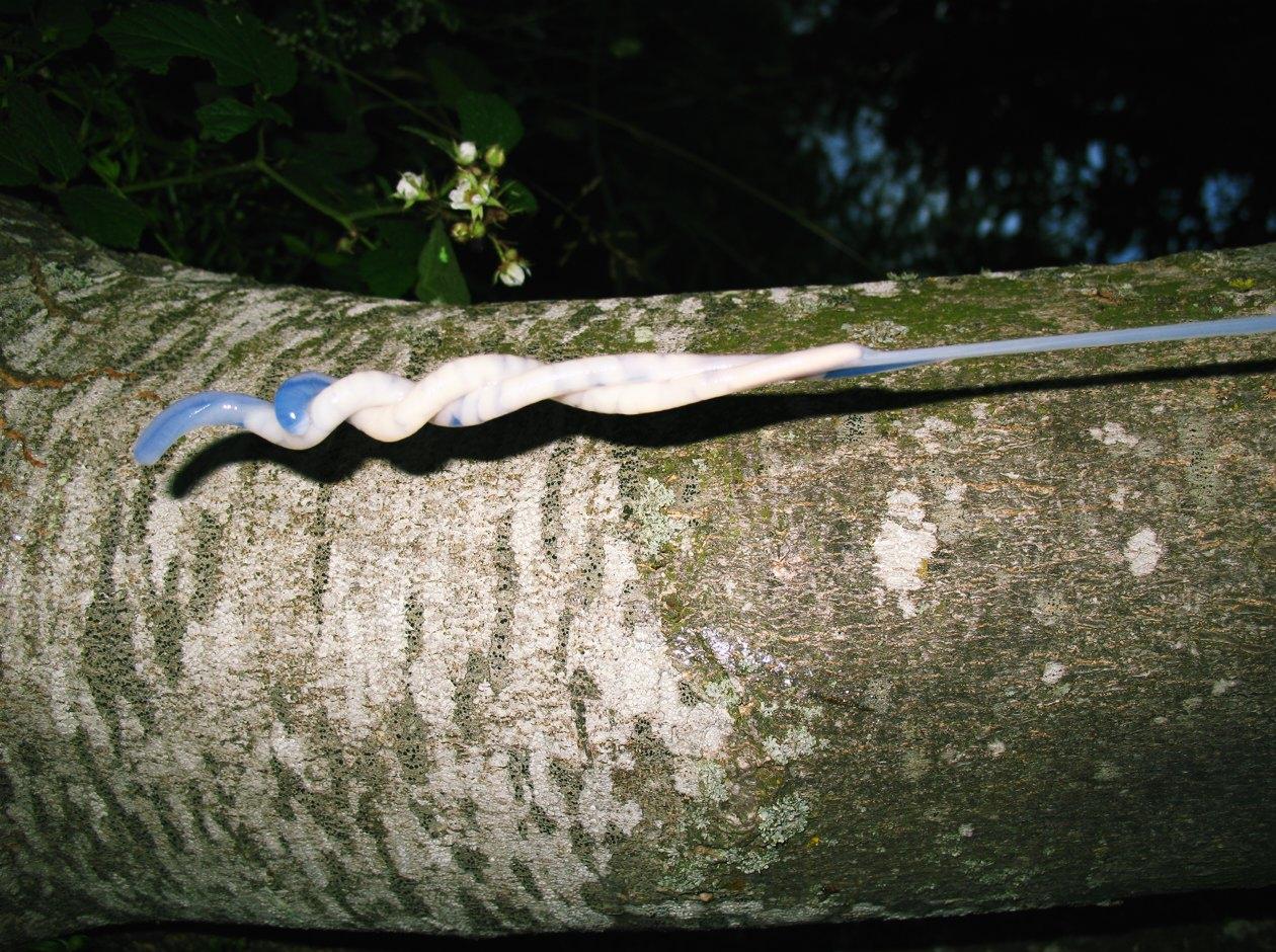 Limax aldrovandi Moquin-Tandon 1855 in accoppiamento (AR)