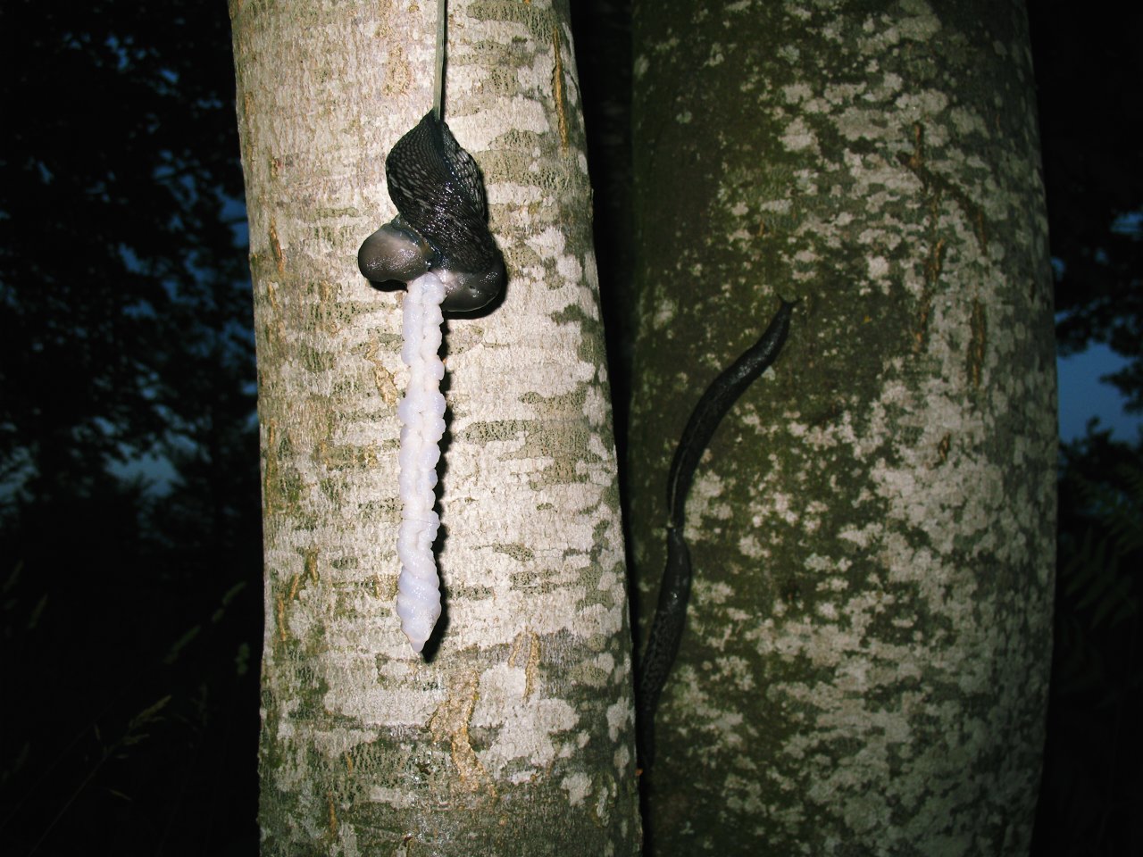 Limax aldrovandi Moquin-Tandon 1855 in accoppiamento (AR)