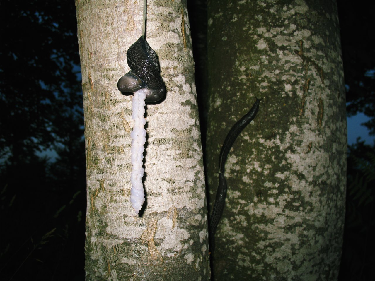 Limax aldrovandi Moquin-Tandon 1855 in accoppiamento (AR)