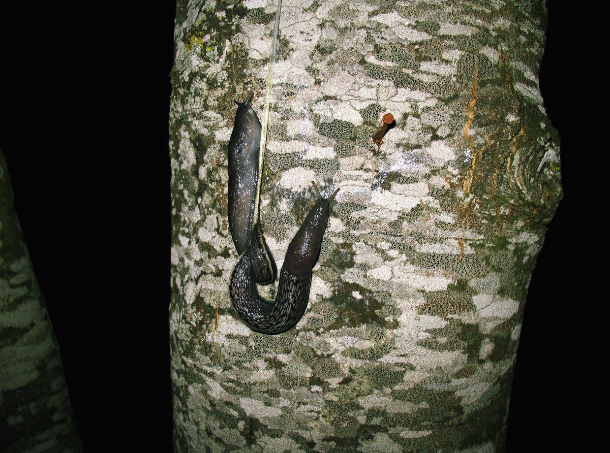 Limax aldrovandi Moquin-Tandon 1855 in accoppiamento (AR)