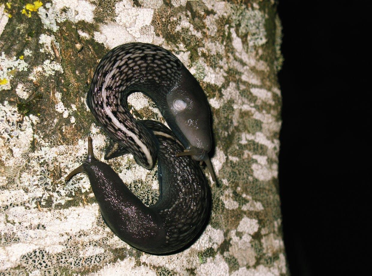 Limax aldrovandi Moquin-Tandon 1855 in accoppiamento (AR)