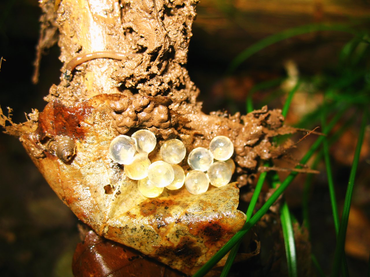 Limax aldrovandi Moquin-Tandon 1855 in accoppiamento (AR)